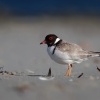 Kulik cernohlavy - Thinornis cucullatus - Hooded Plover o5024